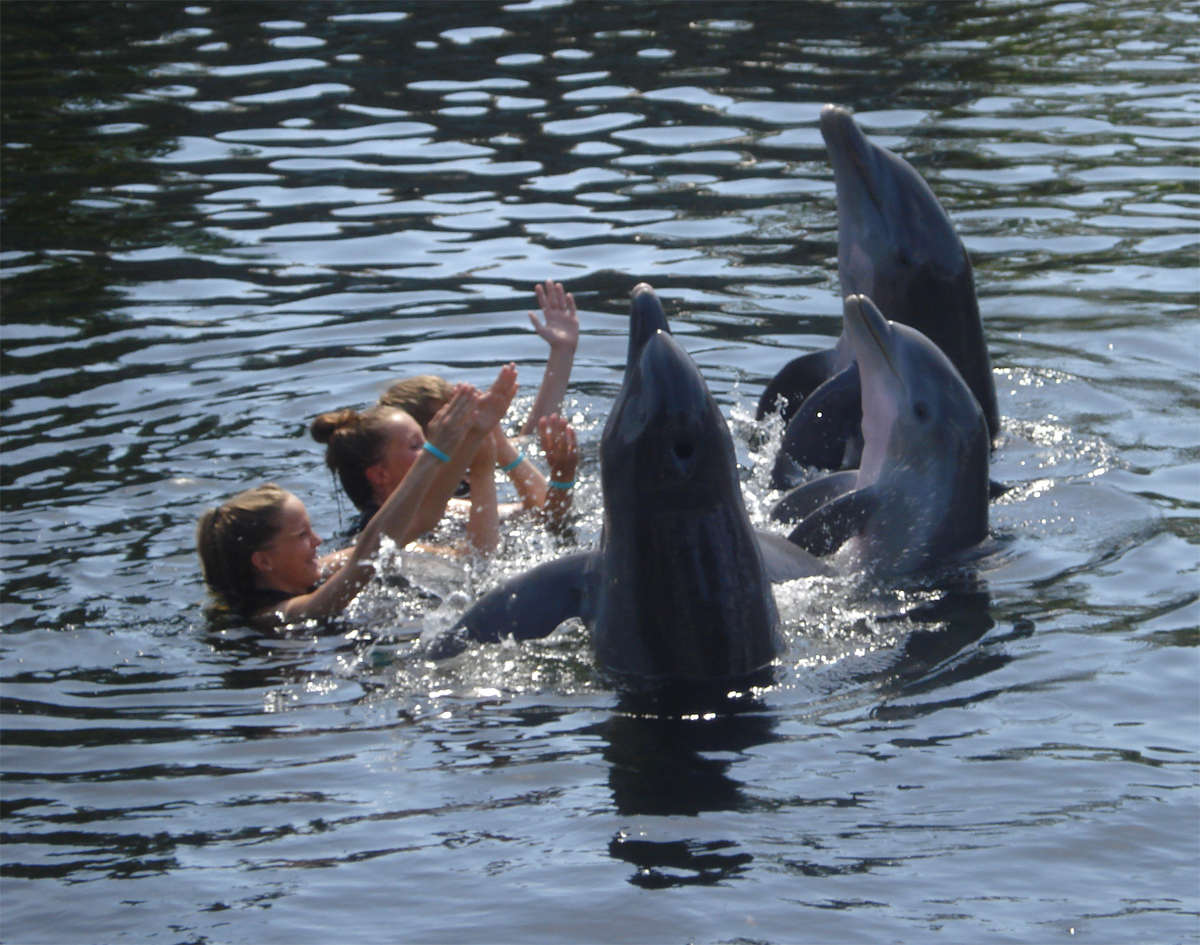 Arno Wip Mijnmoment 2013 moment kinds-dolfijnen